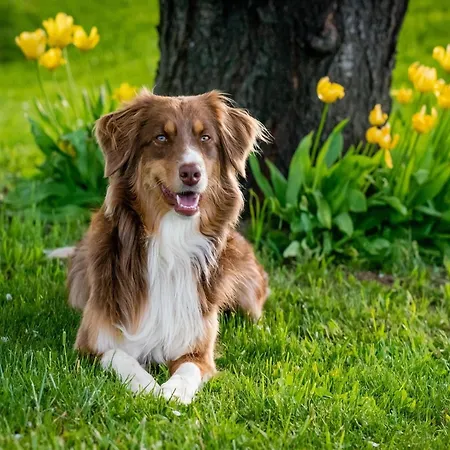 Luxury In France With Pool Vasles